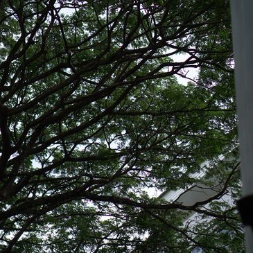 raintreespa phuket